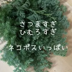 ハンドメイド材料(*^^*) さつますぎ　ひむろすぎフレッシュネコポスいっぱい！