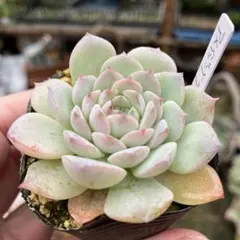 user_e350d1bf様 リクエスト 3点 まとめ商品