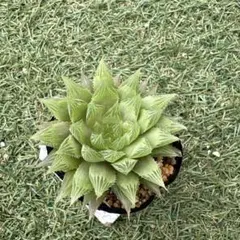 tanurock様 リクエスト 3点 まとめ商品