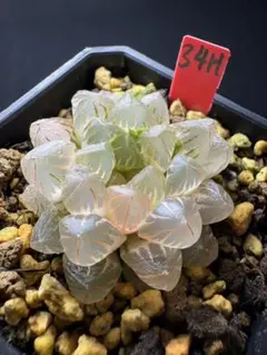 85h 多肉植物 ハオルチア 赤線錦糊斑 自家繁殖 鉢植え発送 - メルカリ