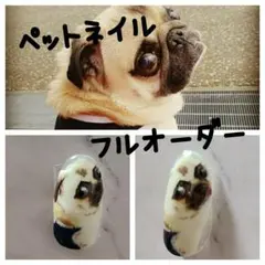 ペットネイル★ネイルチップ