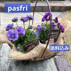 2025年最新】ビオラ苗の人気アイテム - メルカリ