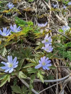 上州人様 リクエスト 2点 まとめ商品