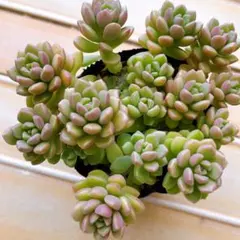 つぶつぶ屋 あんず 札付き 抜き苗 - メルカリ