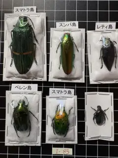 2026年最新】コガネムシ 標本の人気アイテム - メルカリ
