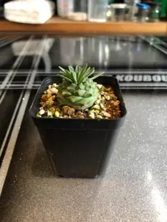 2025年最新】鉄甲丸の人気アイテム - メルカリ