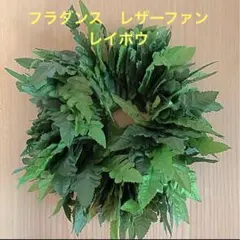 フラダンス 【レザーファーン】レイポウ　送料無料=