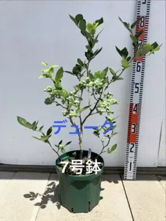 岡山ぶどうさま専用せとか 3年生 登録品種 21cm7号ポリポット入り