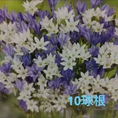 メモル様 リクエスト 2点 まとめ商品