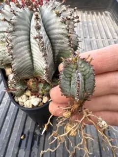 2026年最新】ユーフォルビアホリダの人気アイテム - メルカリ