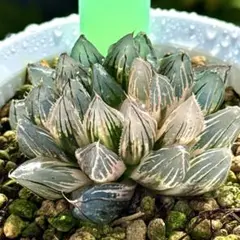 竜爪オブツーサ錦　極上斑　超美株　ハオルチア　観葉植物　E1のサムネイル