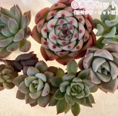 ❻多肉セット　カット苗＆根付き苗　多肉植物