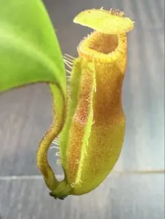 c*d様 ウツボカズラ ネペンテス N.ampullaria 挿し木2鉢セット - メルカリ