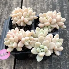 きなこ様 リクエスト 3点 まとめ商品