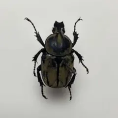 標本 特大クビワオオツノカナブン トルクアータ 昆虫標本 - メルカリ