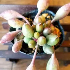 多肉植物　アドロミスクス　インディアンクラブ　発根済み　抜き苗のサムネイル