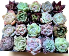 多肉植物 　多肉寄せ植え　多肉詰め合せ　多肉弁当　多肉カット苗　多肉輸入苗