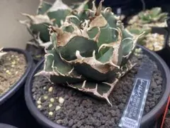 Agave oteroi Coyote シチリアーナ - メルカリ