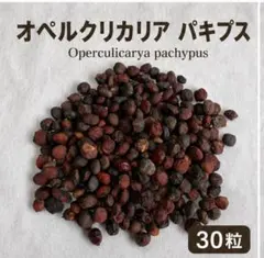 2026年最新】オペルクリカリアの人気アイテム - メルカリ