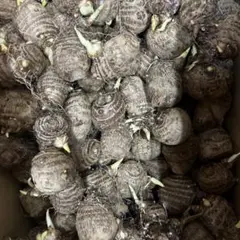 千葉県産里芋土垂れ 箱込み10キロ - メルカリ