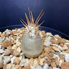 2026年最新】パキポディウム レアリーの人気アイテム - メルカリ