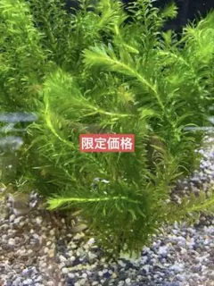 ルドウィジア インクリナータ・トルネード 水中葉 大小10本 - メルカリ