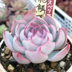 2026年最新】龍鱗蓮華の人気アイテム - メルカリ