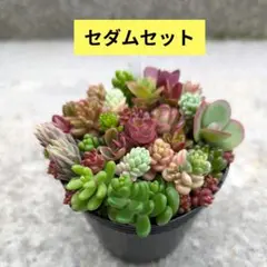 カラフル　セダムセット　カット苗　②