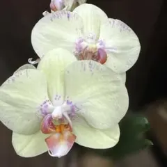 j159 胡蝶蘭　瑞姫　苗のサムネイル