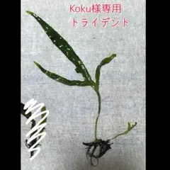 【Koku様専用】ミクロソリウムトライデント