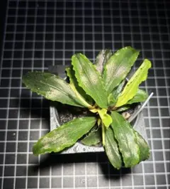 福地めぐみ様専用 ブセファランドラ 5種セット