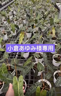 【小倉あゆみ様専用】