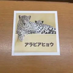 アラビアヒョウ　サウジアラビア館　大阪関西万博　EXPO2025
