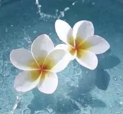 ☆フリクション 替芯 黒赤青 ３本入り３袋＋グリーン１本 0.38mm☆のサムネイル