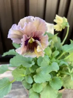 2025年最新】ビオラ レディの人気アイテム - メルカリ