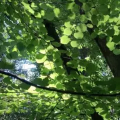 maya様専用　アクアマリン