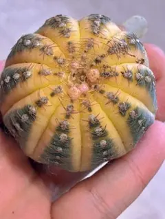 E222ギムノカリキウム 緋牡丹錦 サボテンのサムネイル