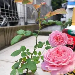 2025年最新】マリーローズ 苗の人気アイテム - メルカリ