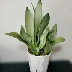 2025年最新】サンスベリア シルバーローレンティの人気アイテム - メルカリ