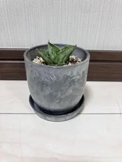 2025年最新】サンスベリア希少種の人気アイテム - メルカリ