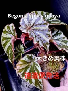 超希少！Begonia sp. ベゴニア メタリックブルー小株 原種 - メルカリ