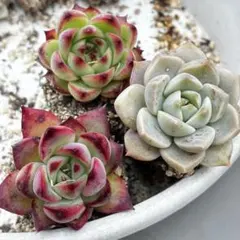 多肉植物　エケベリア　抜き苗セット