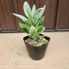 りり様 リクエスト 2点 まとめ商品