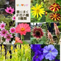春まきお花の種　8種類セット（う）