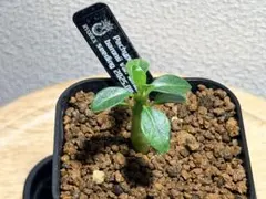 2025年最新】パキポディウムウィンゾリーの人気アイテム - メルカリ