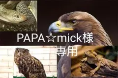 PAPA✩mick様専用 猛禽類爬虫類　冷凍ひよこ　230＋α