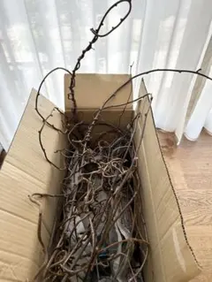 キュウイ 蔓 クネクネ多め　110サイズ箱のサムネイル