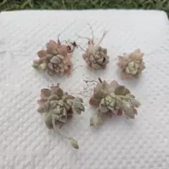 haru✽poupée様 リクエスト 3点 まとめ商品