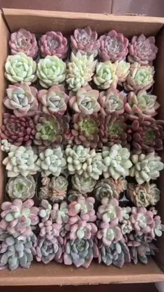 も*も様 40苗 8種類セット 土付き 詰め合わせ 多肉植物