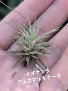 お*客様 Tillandsia チランジア イオナンタ アルボマルギナータ 1